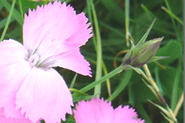 Dianthus pavonius / Garofano pavonio